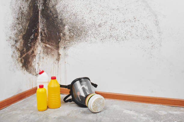Best Mold Remediation for Specific Building Types in Central Islip, NY