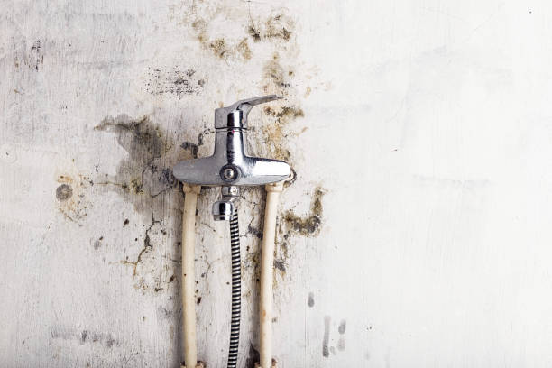 Professional Mold Remediation in Central Islip, NY