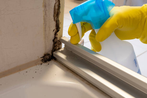 Best Black Mold Remediation in Central Islip, NY
