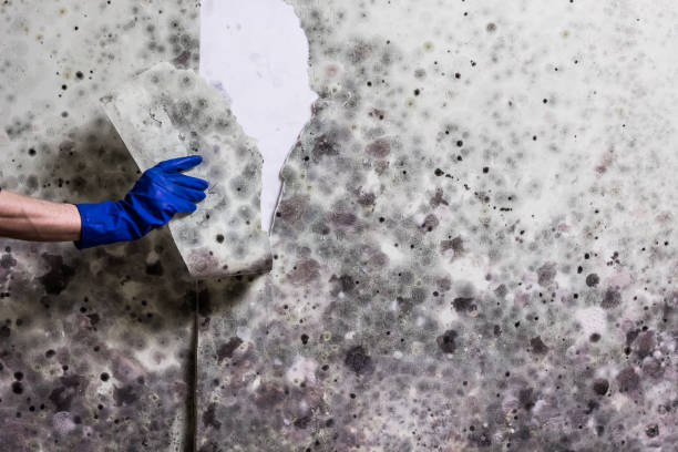 Best Industrial Mold Remediation in Central Islip, NY